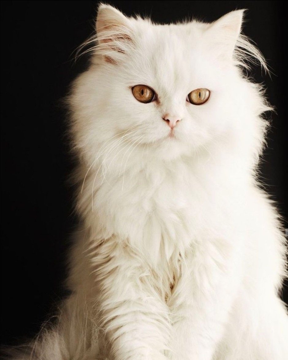 Ангорский кот черный пушистый