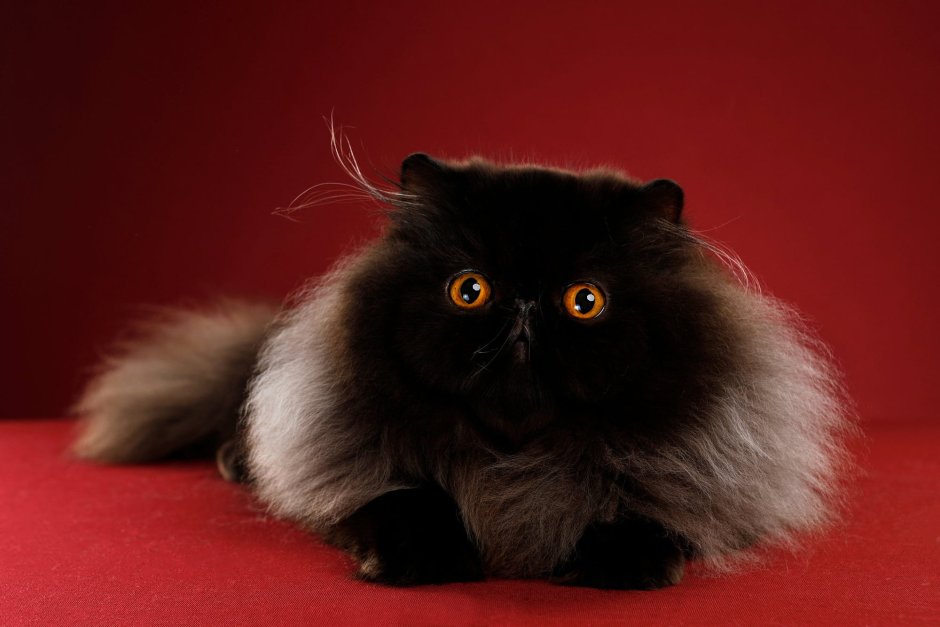 Персидская кошка
