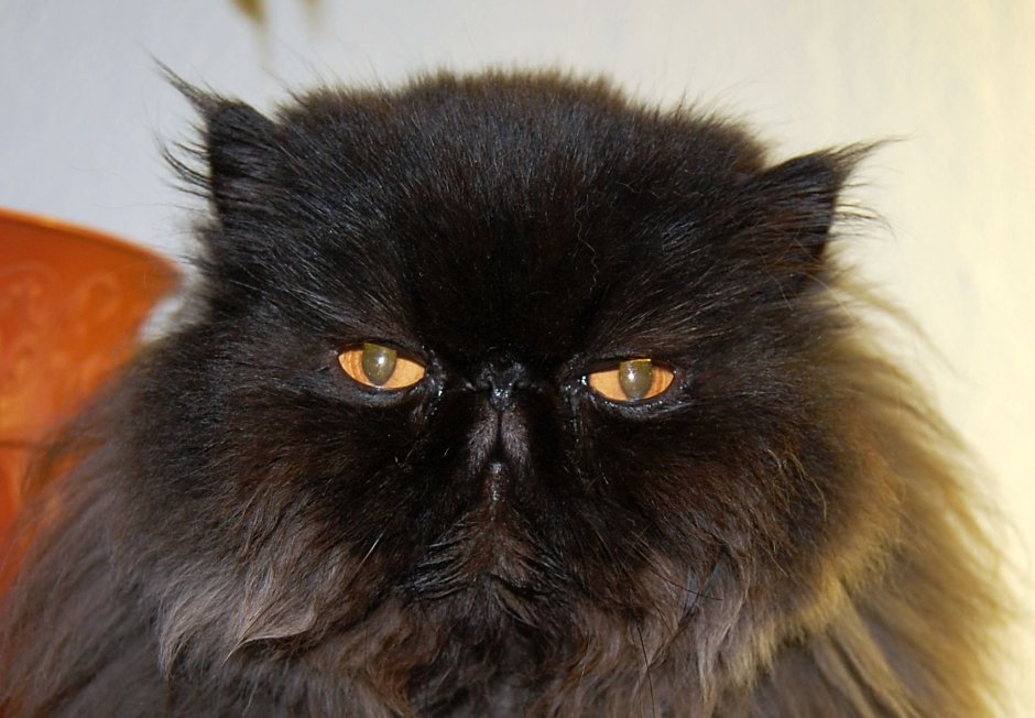 Персидская Сибирская длинношерстная черный