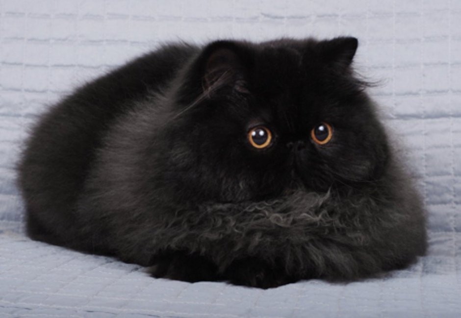 Экзот черный длинношерстный