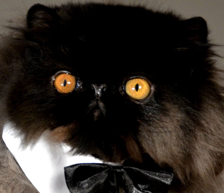 Персидский кот черный