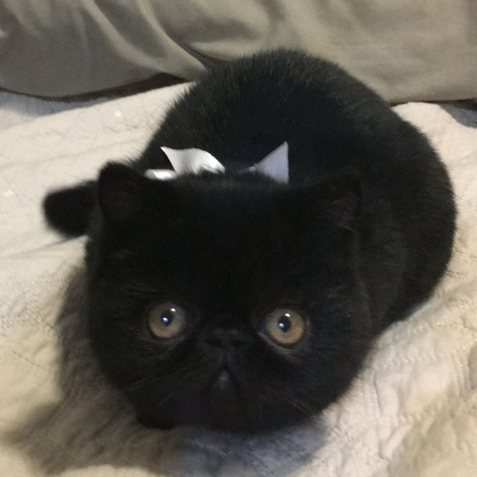 Персидский кот экзот черный