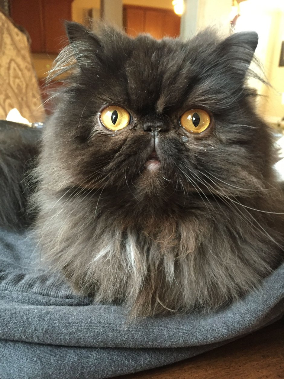 Черный перс