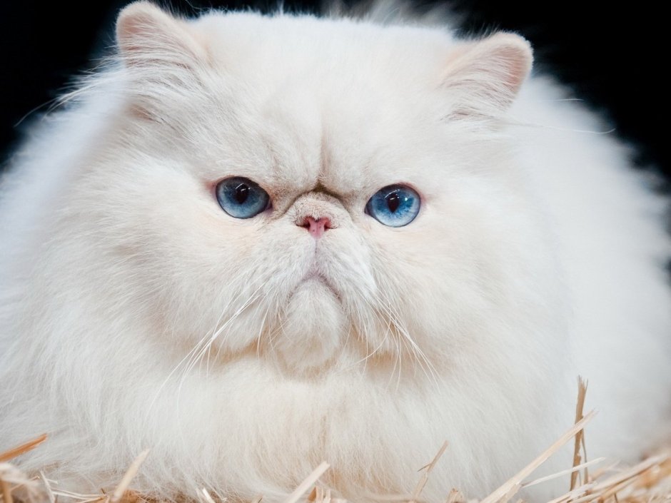 Черный перс пушистый очень