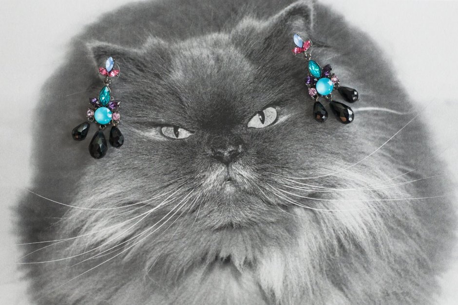 Персидская шиншилла серая