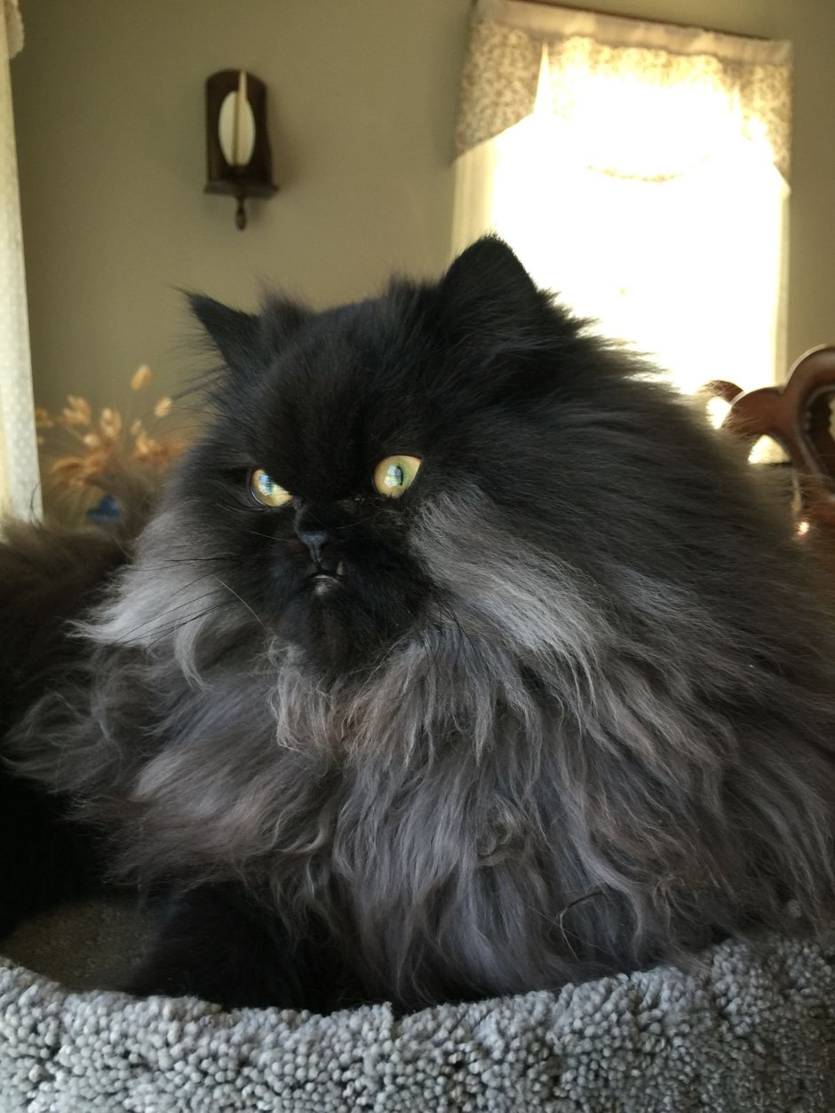 Дымчатый полуперс