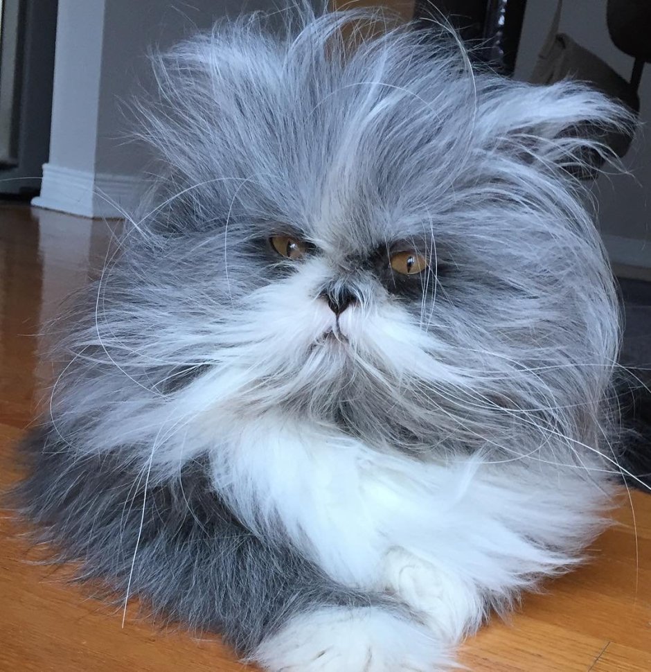 Персидский кот черный пушистый