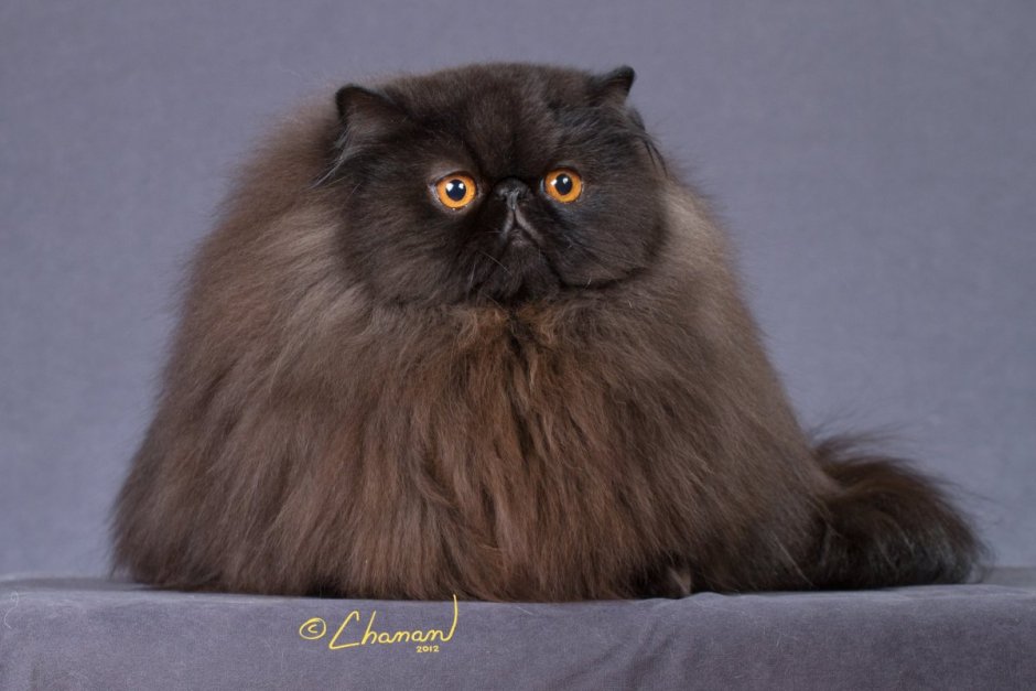 Персидский экзот длинношерстный