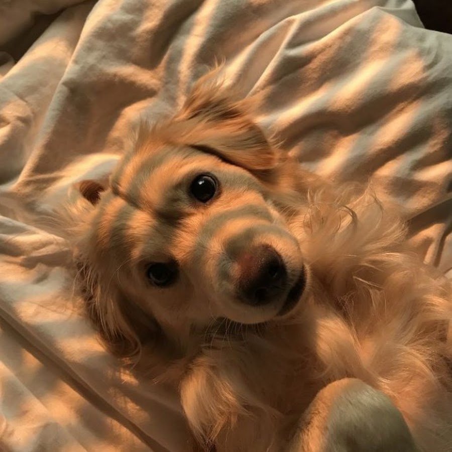 Чихуахуа помчи