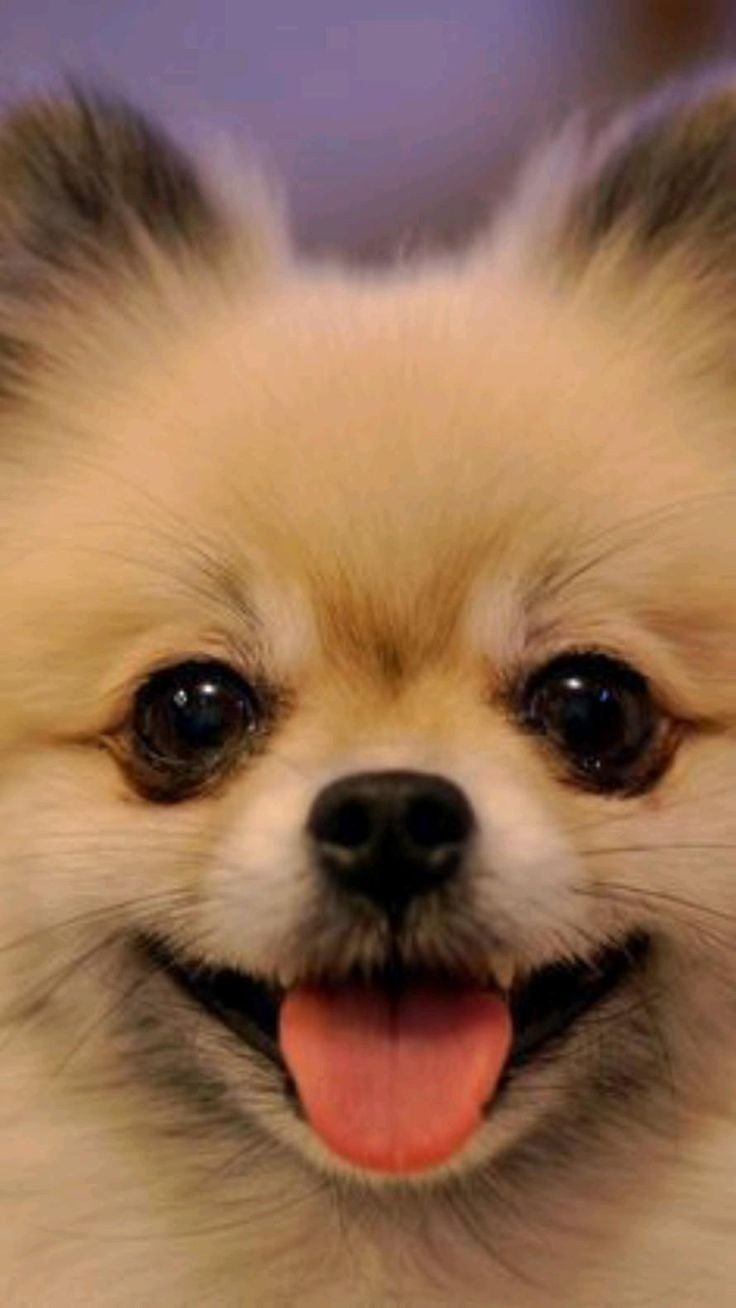 Pomeranian Chihuahua