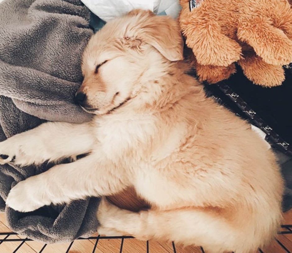 Порода собак помчи