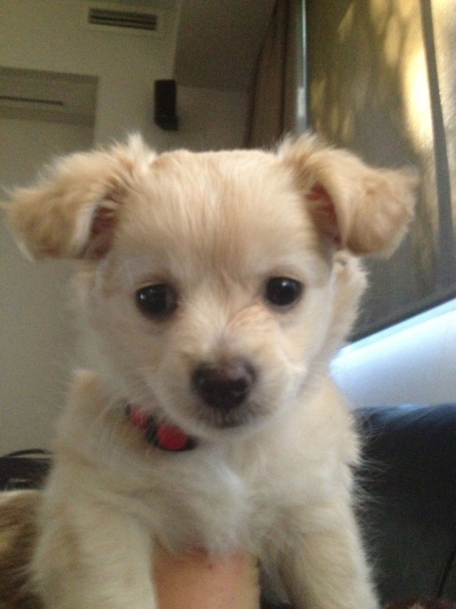 Милые чихуахуа