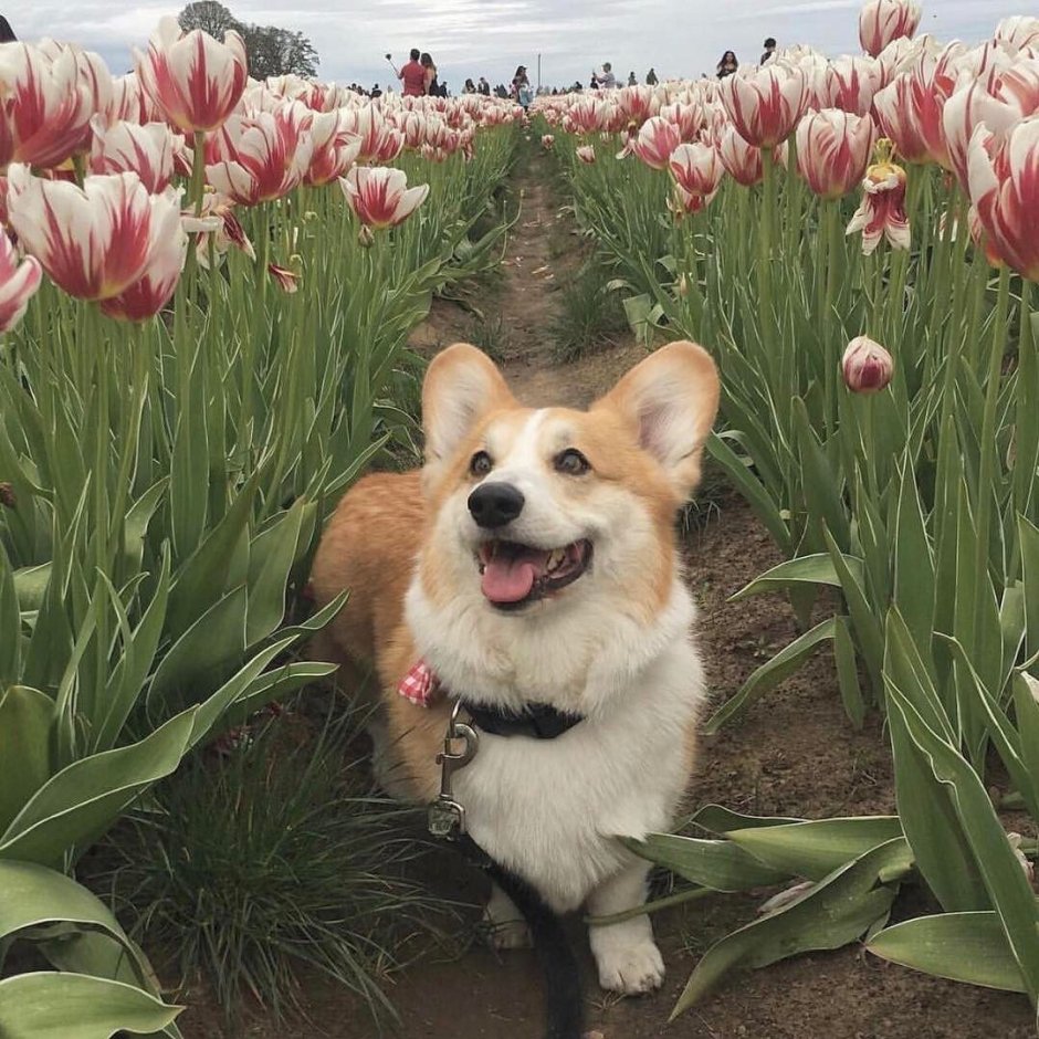 Карликовый корги