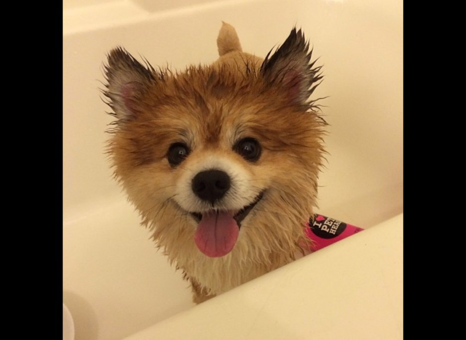 Немецкий шпиц белый