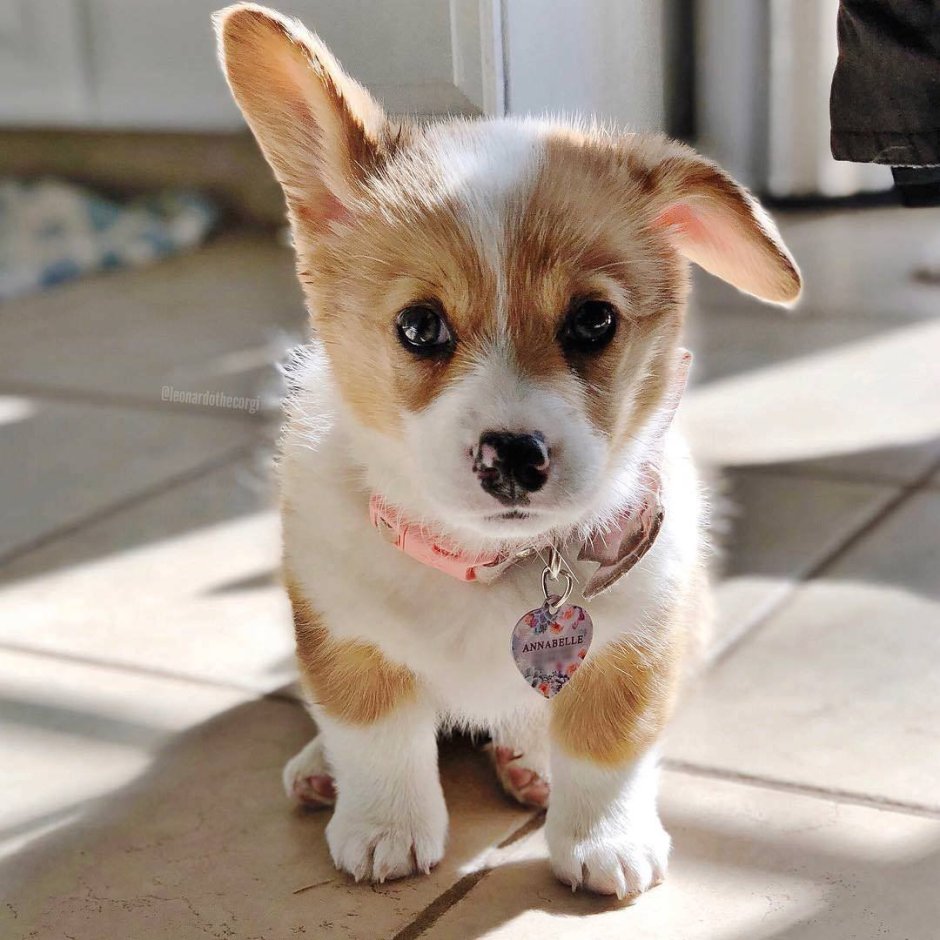 Помчи и померанский шпиц