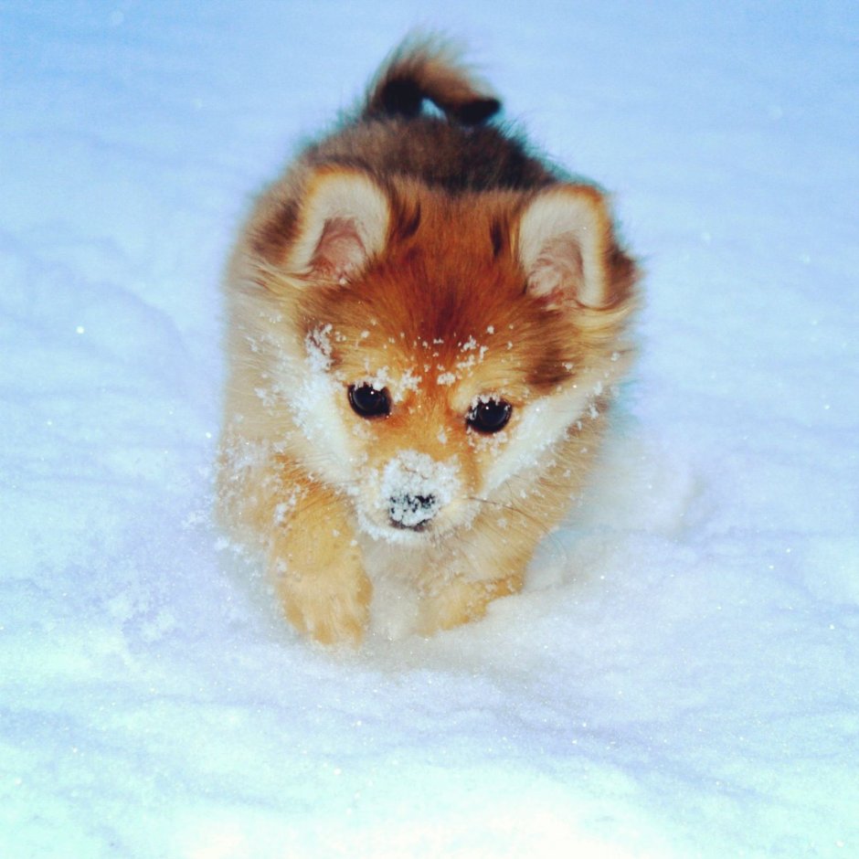 Померанский шпиц трехцветный