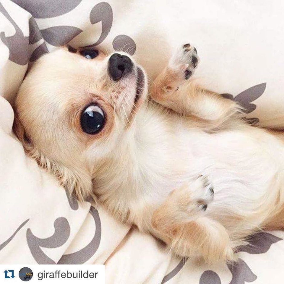 Собака с чемоданом