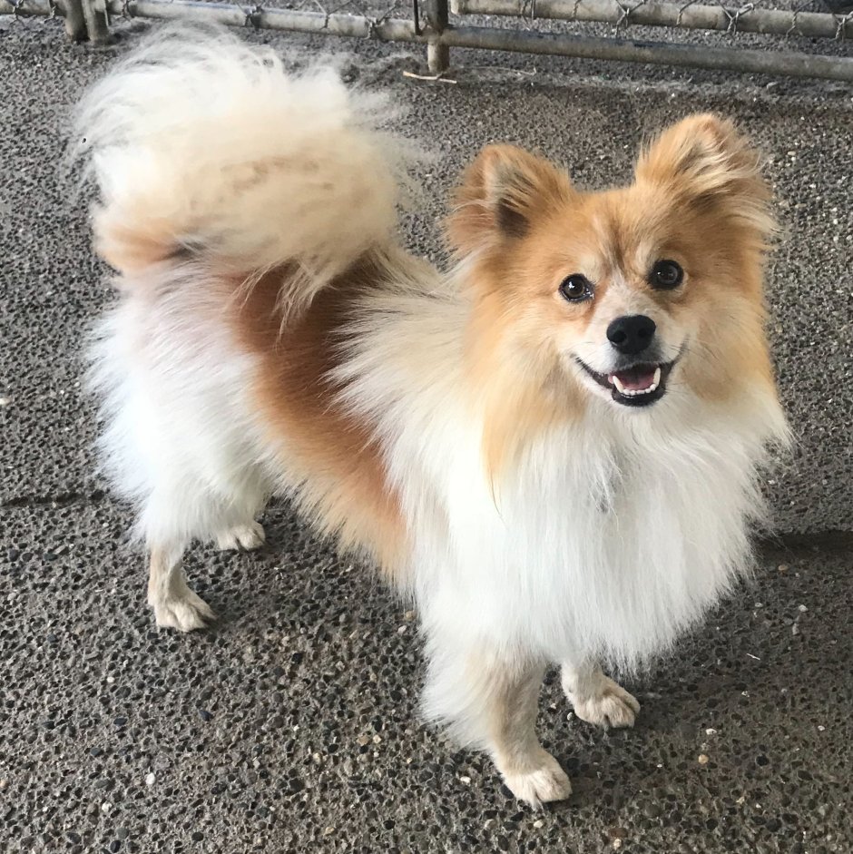 Микс Папильон шпиц