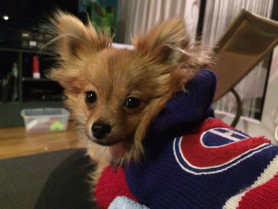 Чихуахуа Пуппи