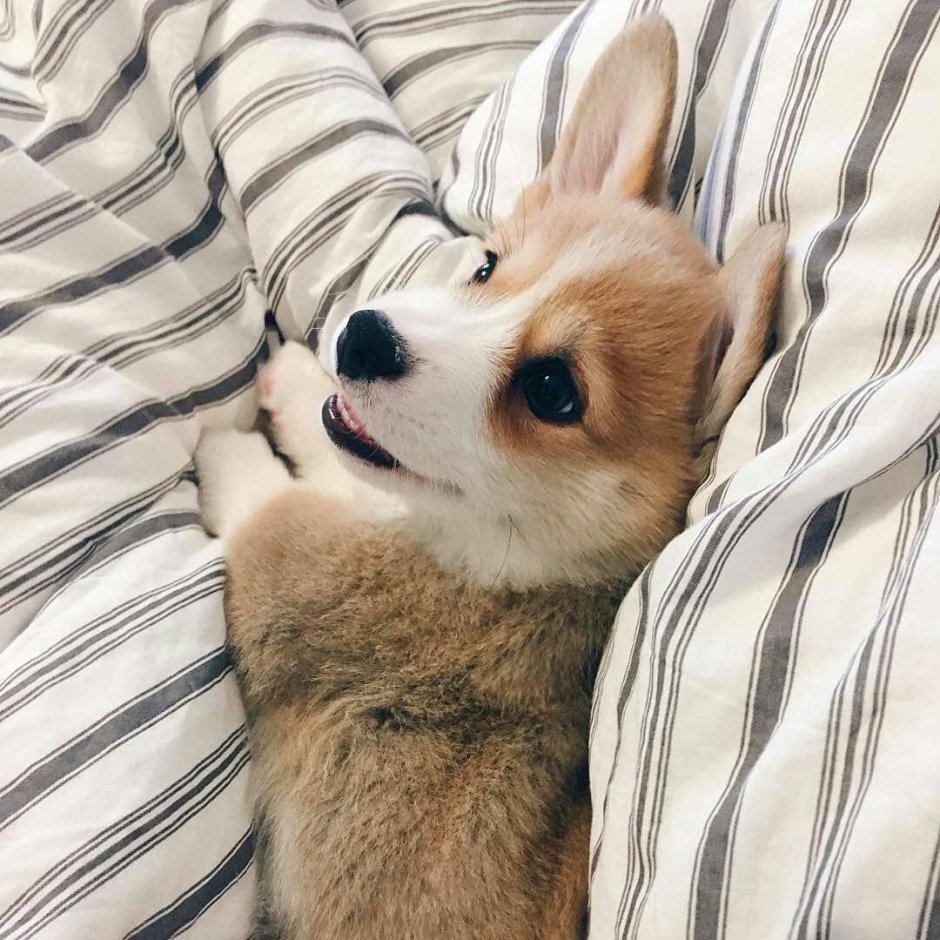 Портрет шпица