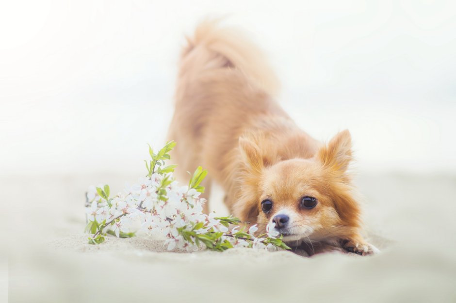 Красивые собаки