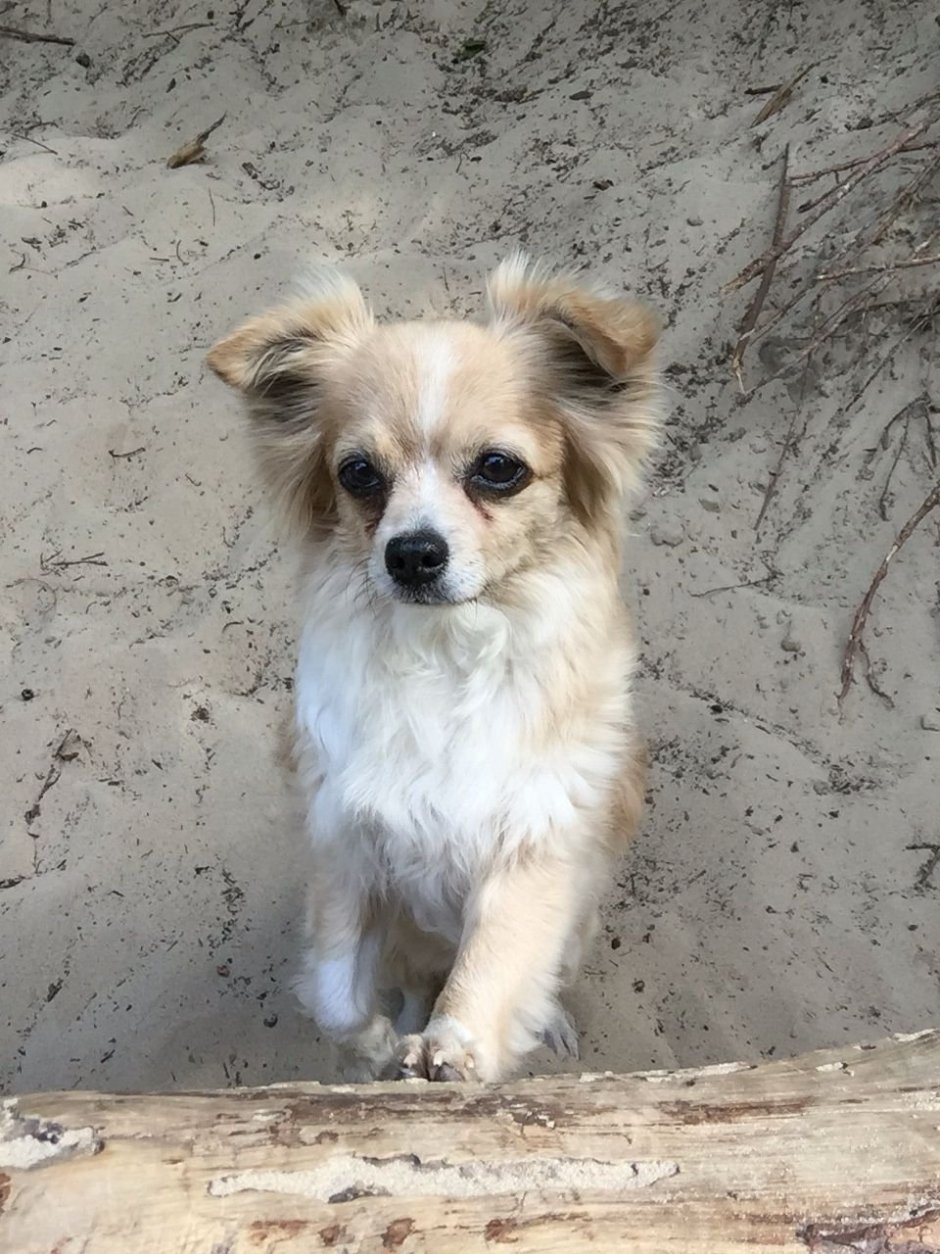 Забавные чихуахуа