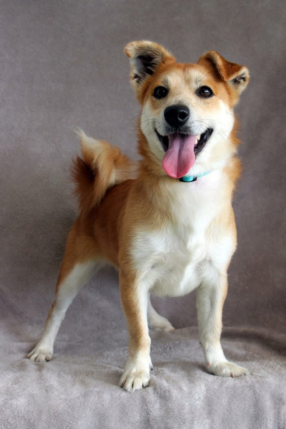 Чихуахуа акварелью