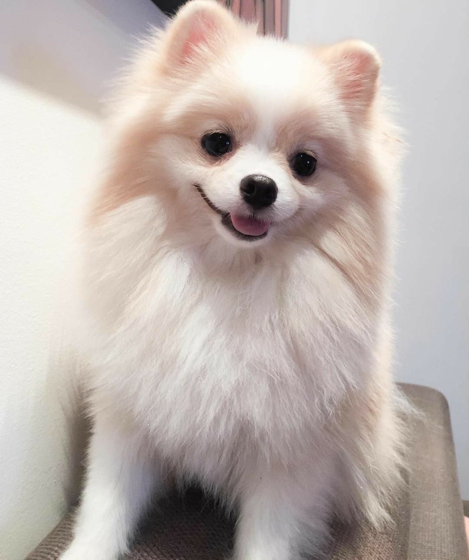 Континентальный той-спаниель щенок