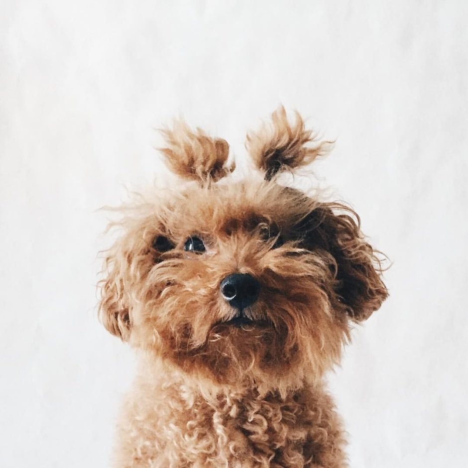 Помчи гладкошерстная