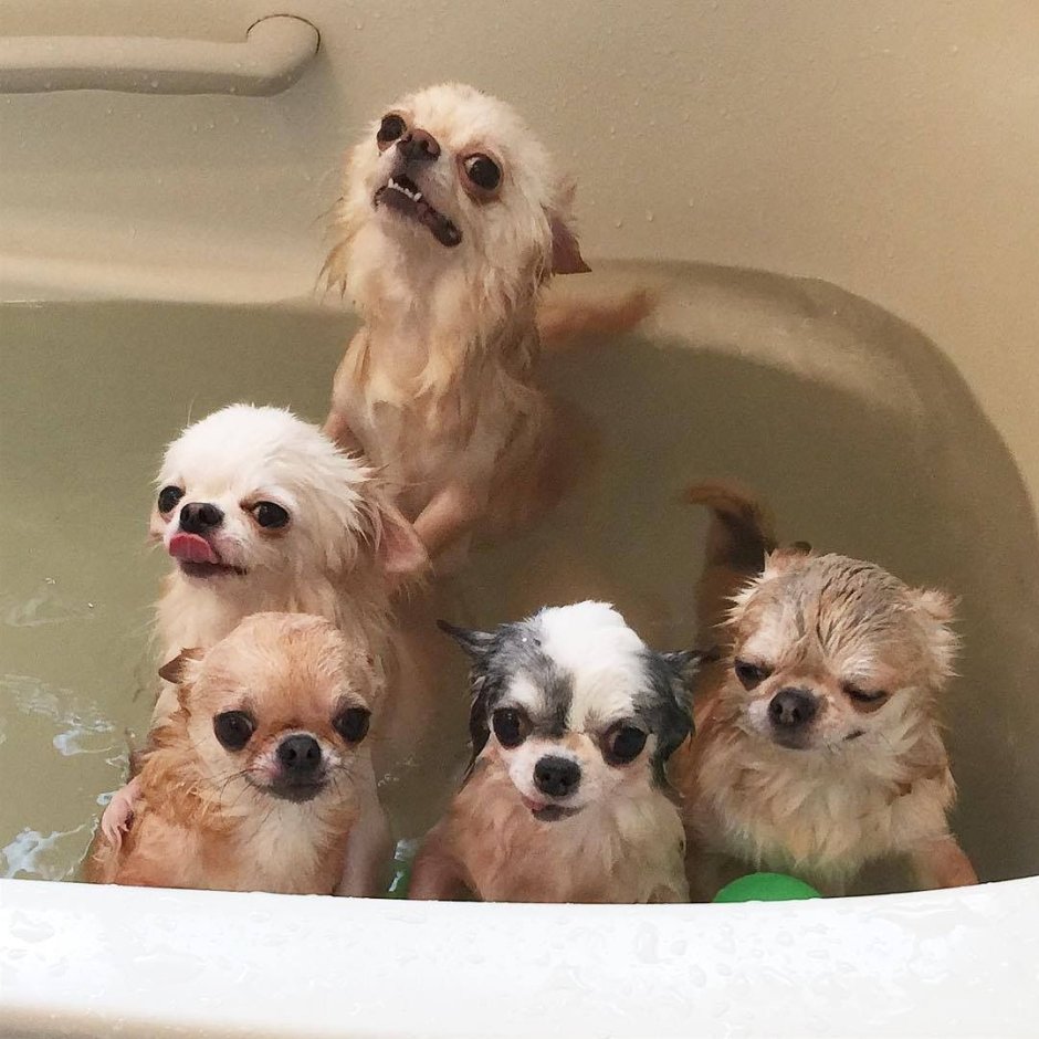 Порода собак шпиц