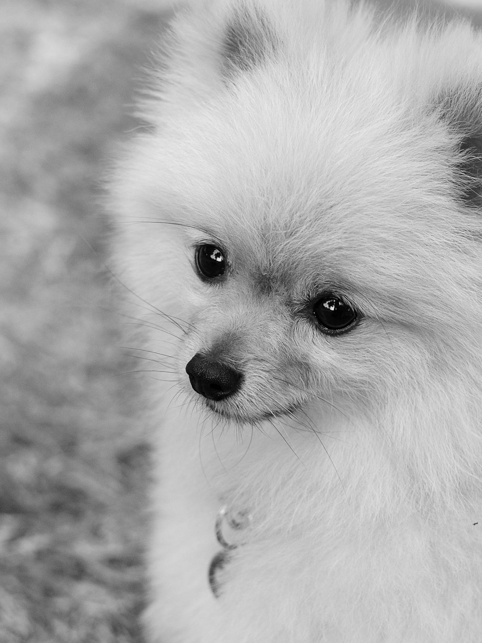 Чихуахуа длинношерстные рыжие