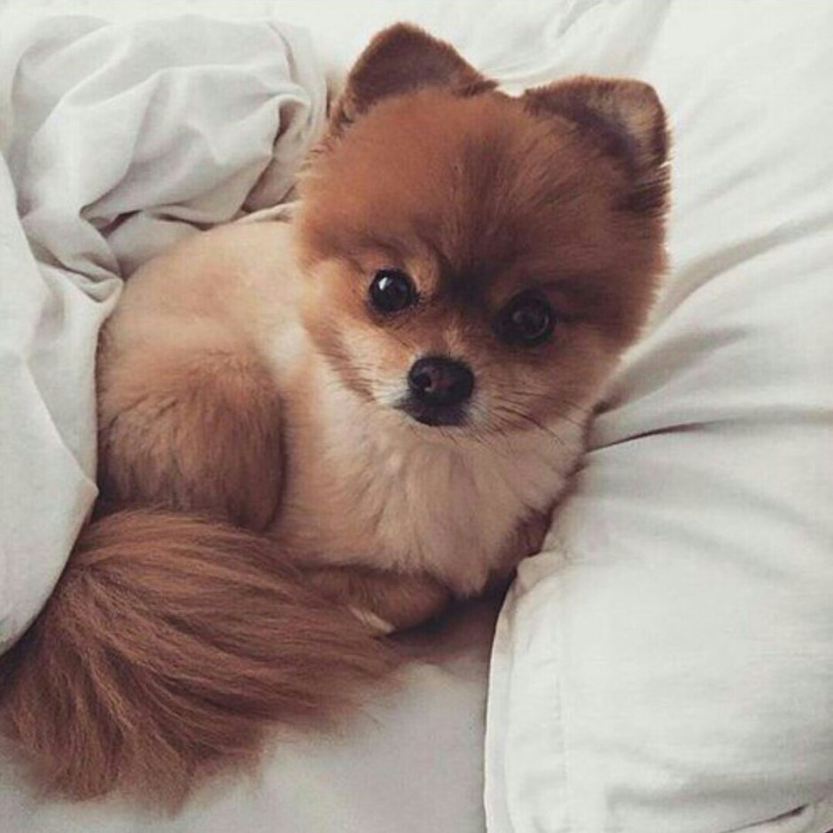 Померанский шпиц милота