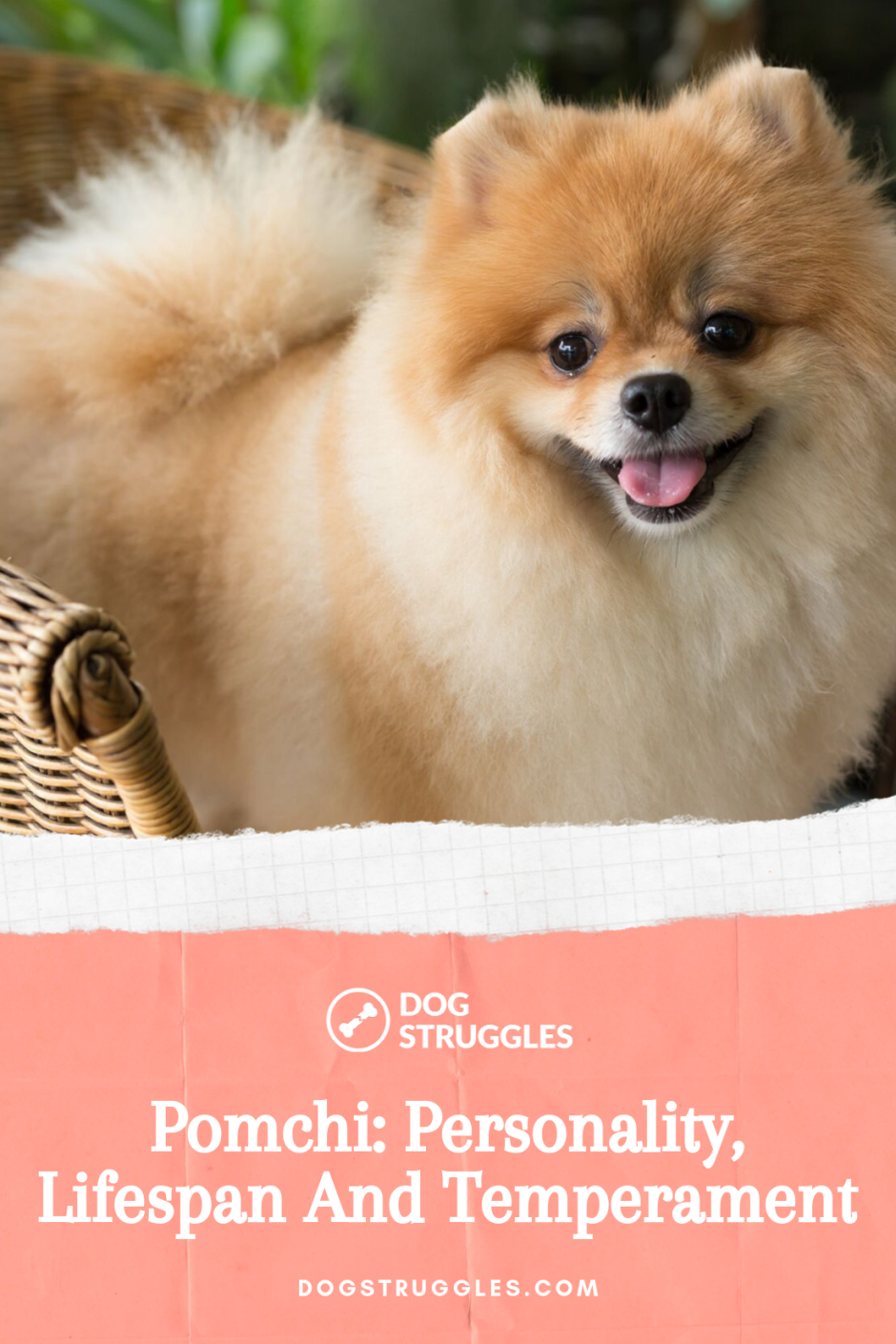 Помчи хвост