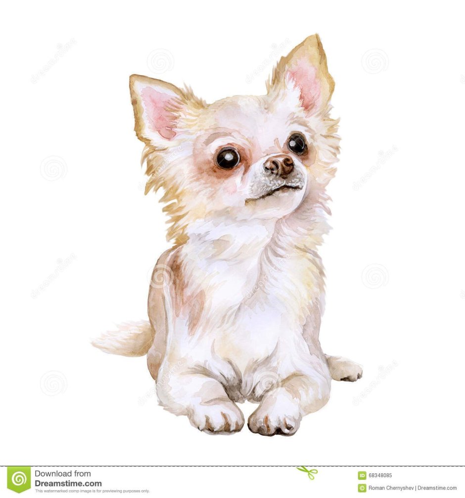 Маленькие собачки на природе