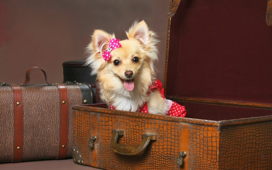 Маленькие мимимишные собачки