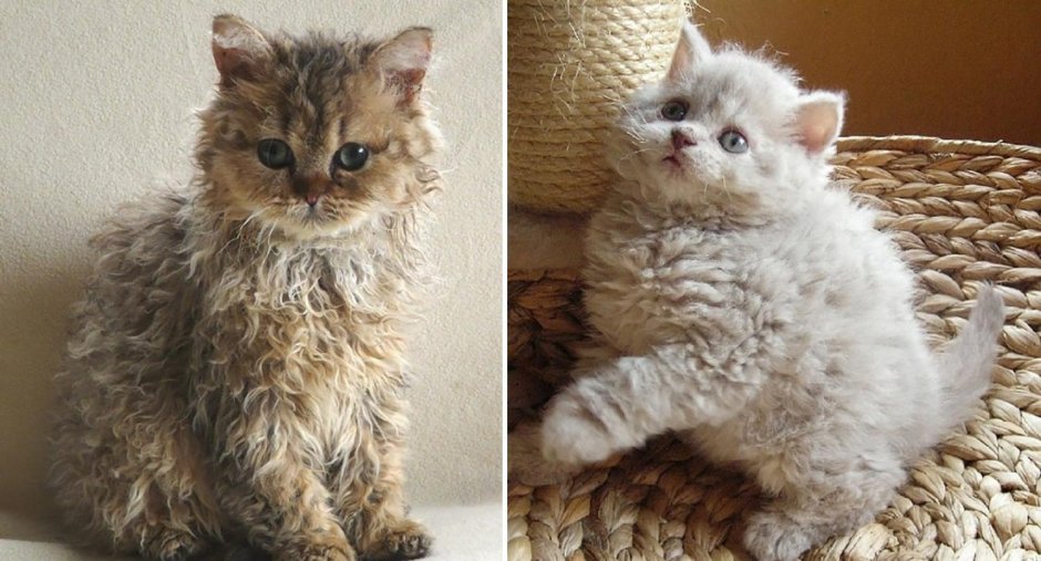 Милый кудрявый котенок