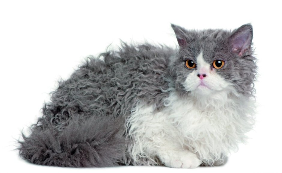 Кот Селкирк рекс