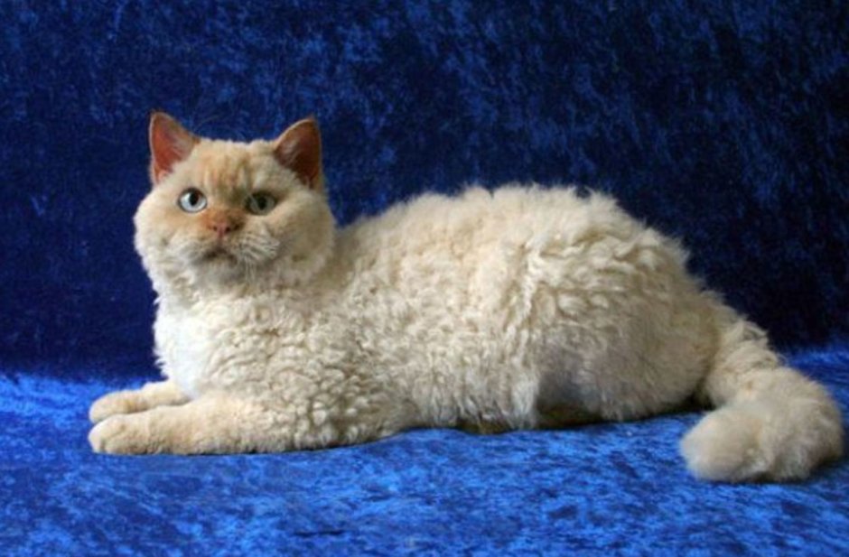 Селкирк рекс кошка короткошерстный