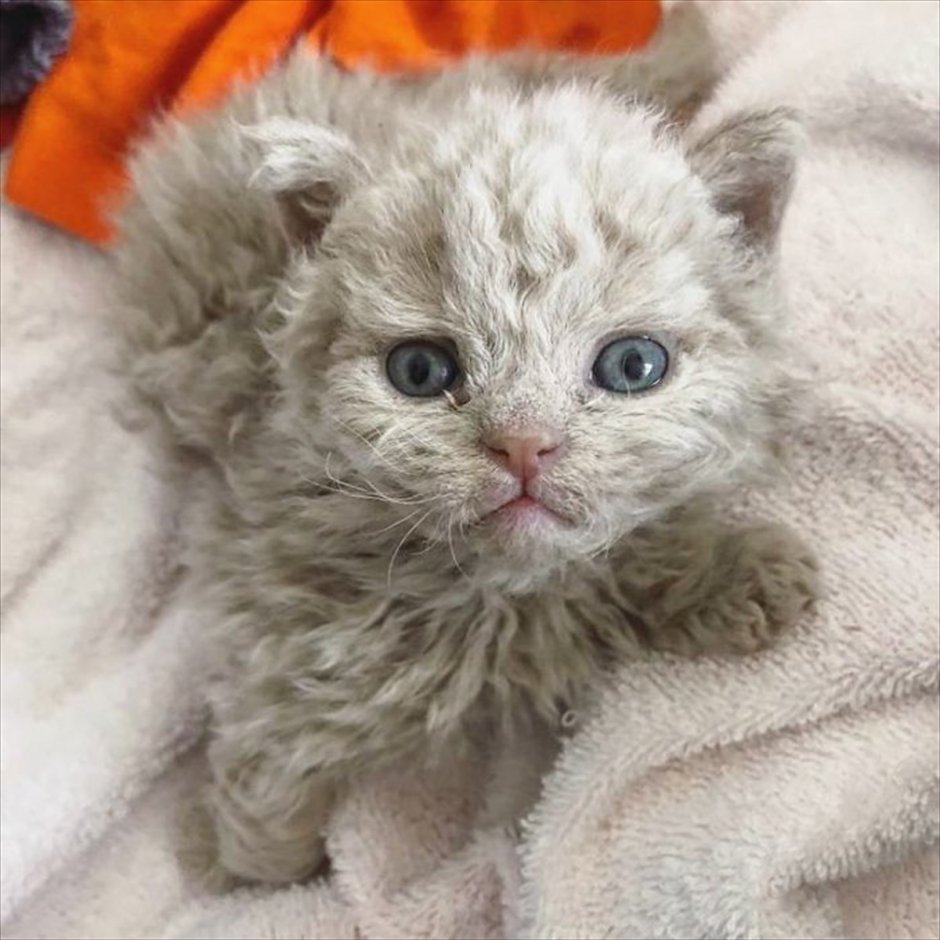 Кот Селкирк рекс