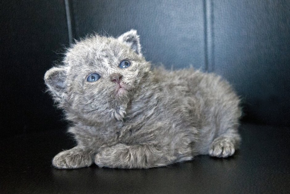 Богемский рекс кошка