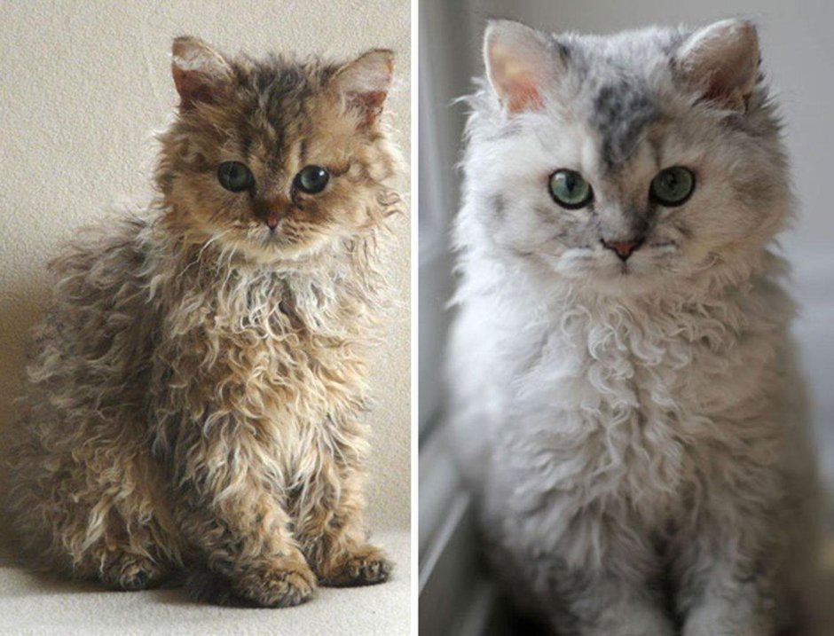 Красивые пушистые котята рыжие