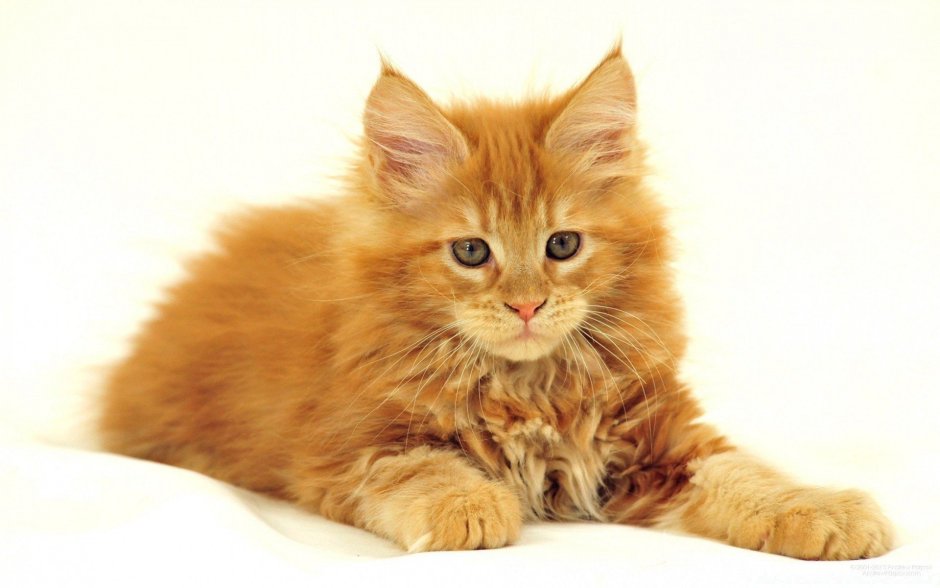 Котенок выгибает спину