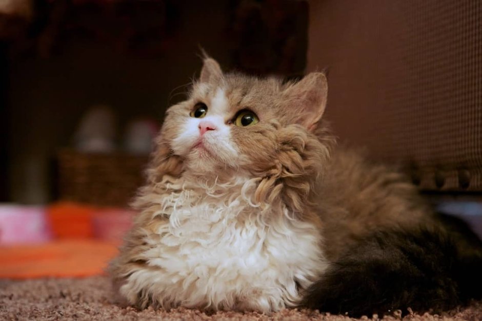 Манчкин кот пушистый
