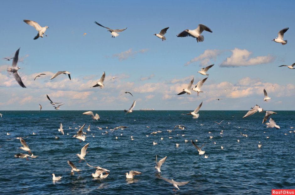 Море, Чайки