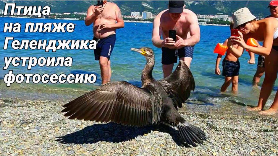 Геленджик птицы на море