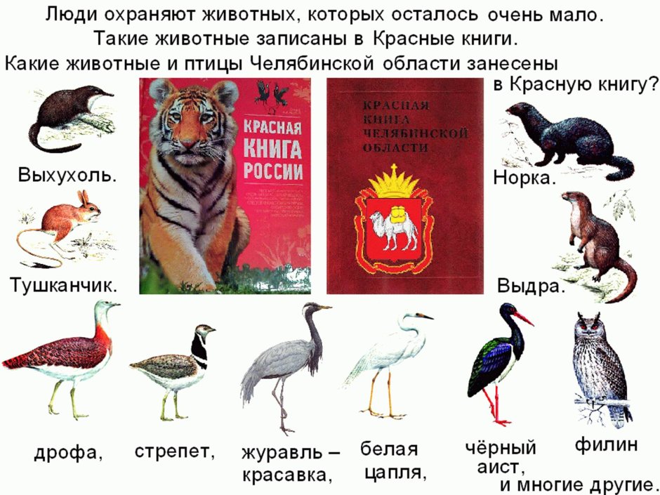 Попугай с ножиком