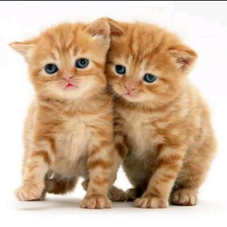 Кошки Бритиш Шортхэйр