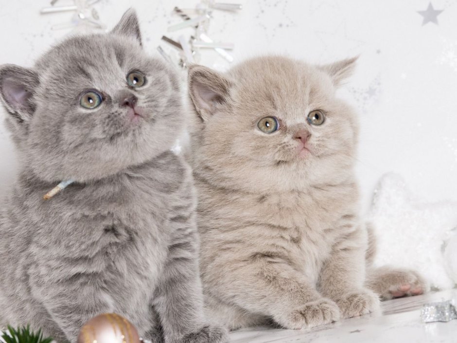 Скоттиш страйт и британец отличия