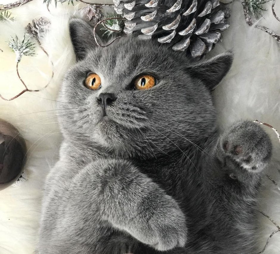 Смешной британский кот