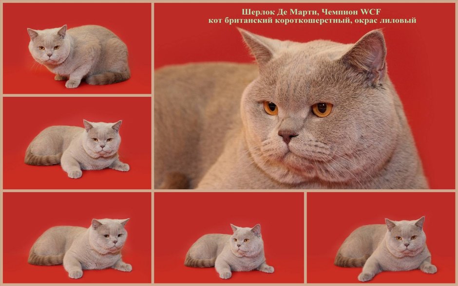 Окрас британских котов и кошек